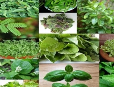 Το «αλφαβητάρι» των βοτάνων και οι θεραπείες τους – Μάθε τις ασθένειες που θεραπεύει κάθε βότανο